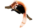 Red Panda!! :DD (Smooshy Request)