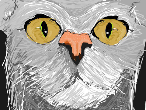 cat